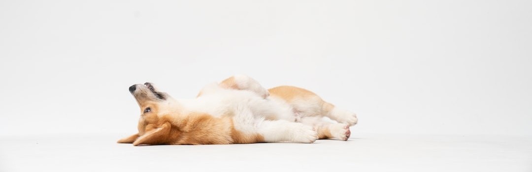 Hund som ligger avslappet på ryggen