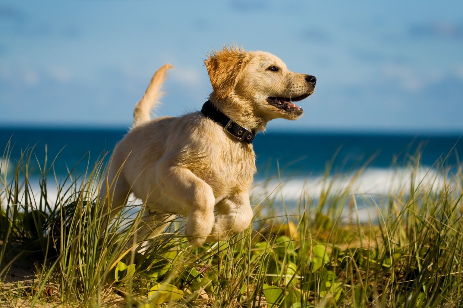 Valp av golden retriever ute i gresset
